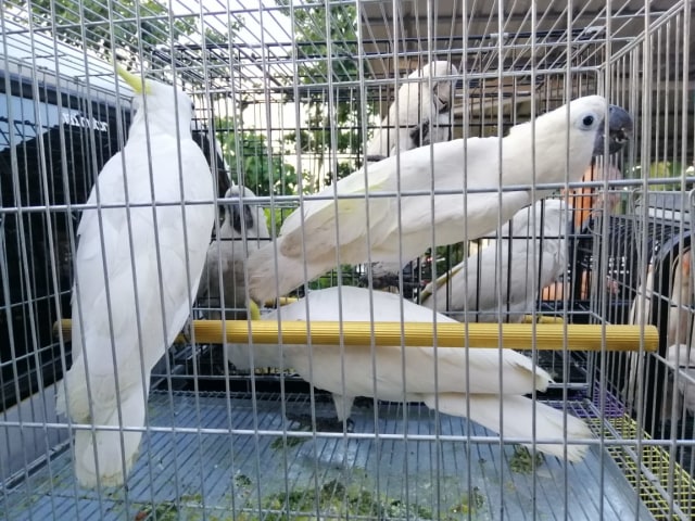 Burung Kakatua Adalah Lagu Dari Daerah - Burung Kakatua